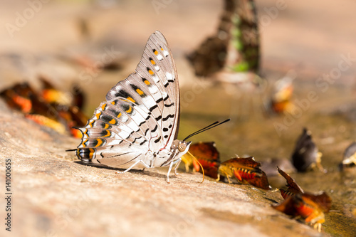 beautiful butterfly