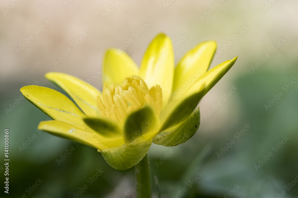 Giallo in giardino