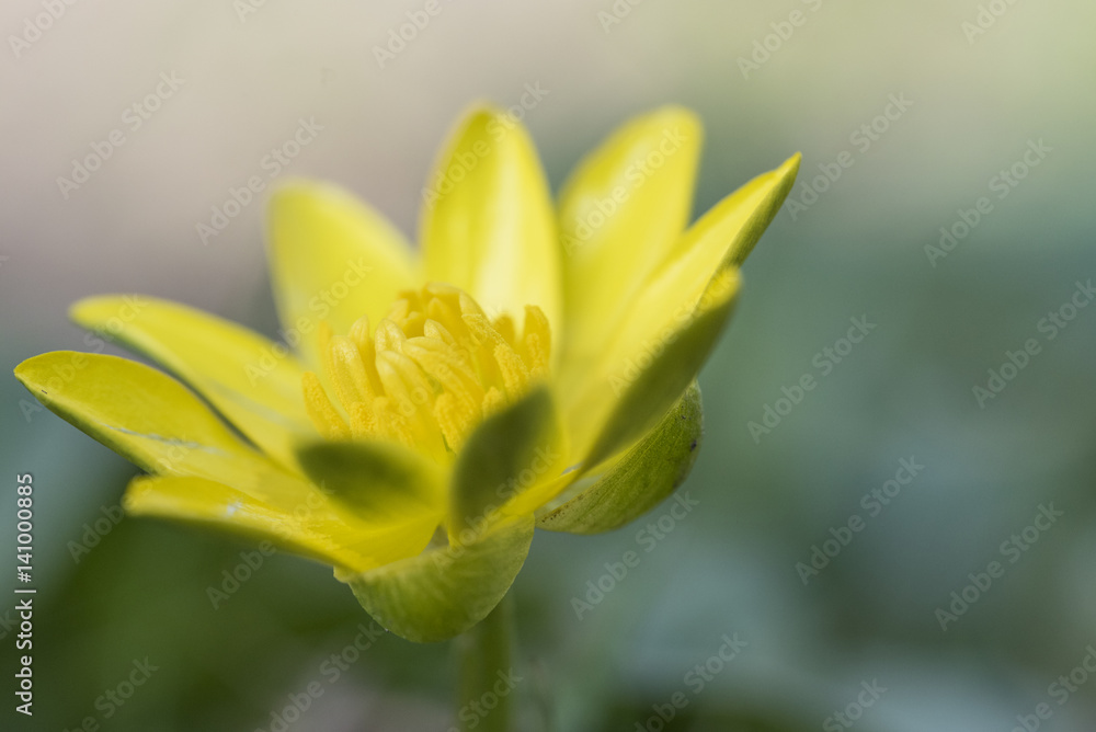 Obraz premium Yellow flower