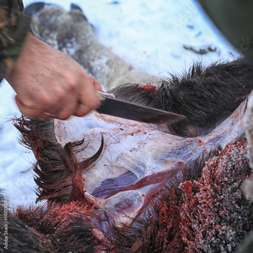 Photography butchering moose hunting