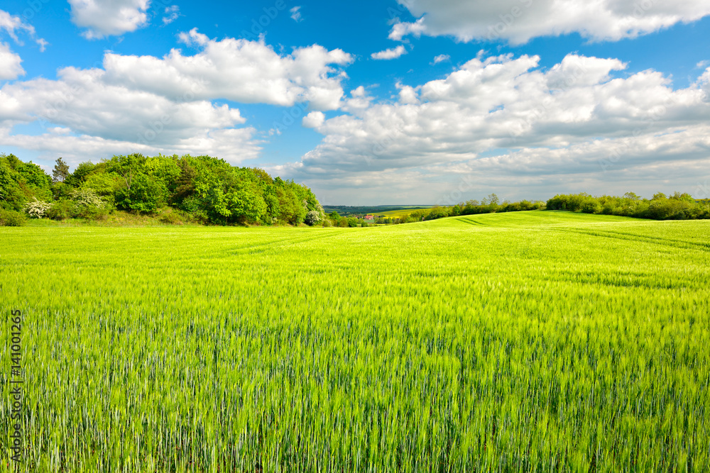 Landschaft im Frühling, Feld mit Gerste, frisches Grün Landschaft im Frühling, Feld mit Gerste, frisches Grün