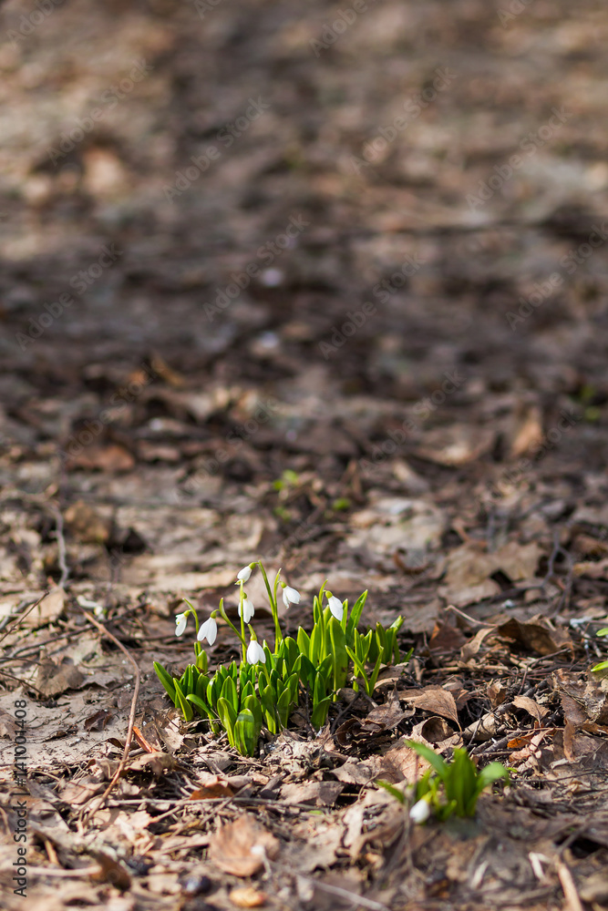 Snowdrop (Galanthus) flowers makes the way through fallen leaves. Natural spring background. Moscow, Russia. Snowdrop (Galanthus) flowers makes the way through fallen leaves. Natural spring background. Moscow, Russia.