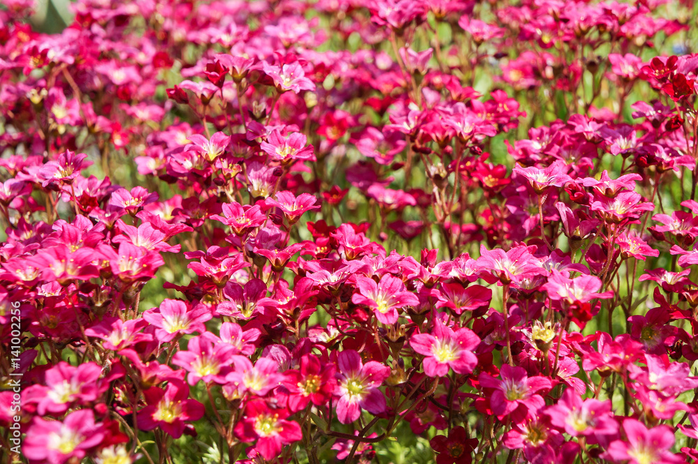 Carpet of flowers in the flower bed