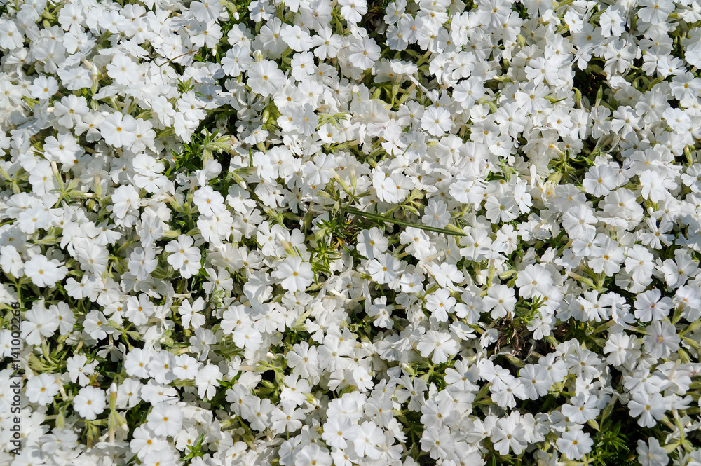 Carpet of flowers in the flower bed Carpet of flowers in the flower bed