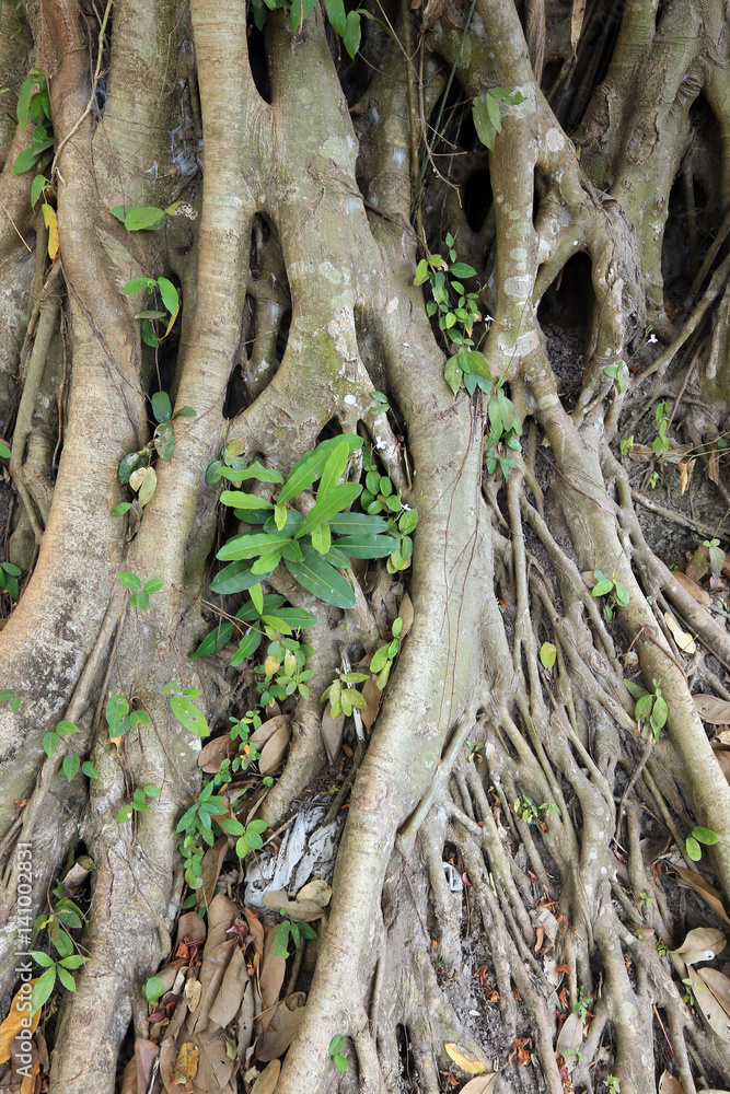 background texture of tree roots background texture of tree roots