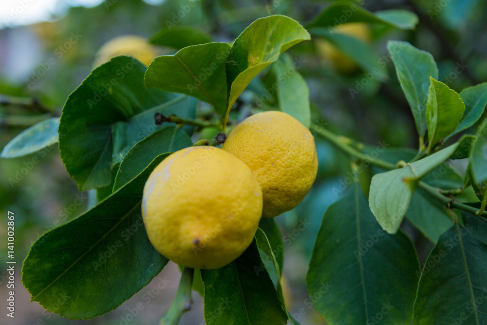 Mogna citroner på gren