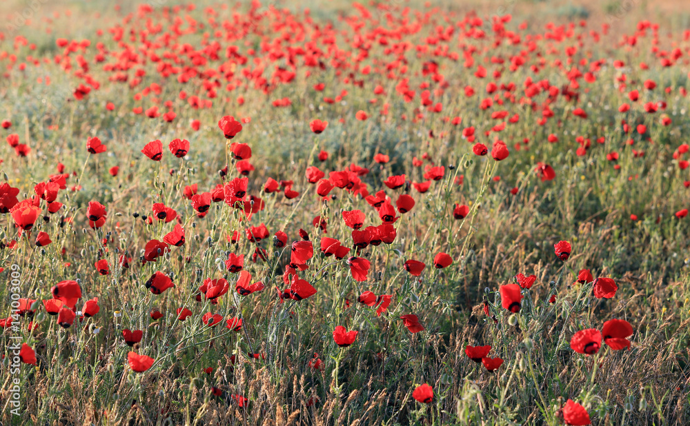 Obraz premium Pole kwiatów maku, zbliżenie wcześnie rano