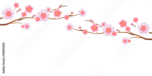 Branches of Sakura isolated on white background. Apple-tree flowers. Cherry blossom. Vector 