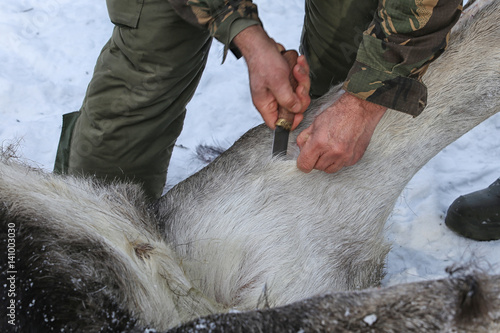 Φωτογραφία butchering moose hunting