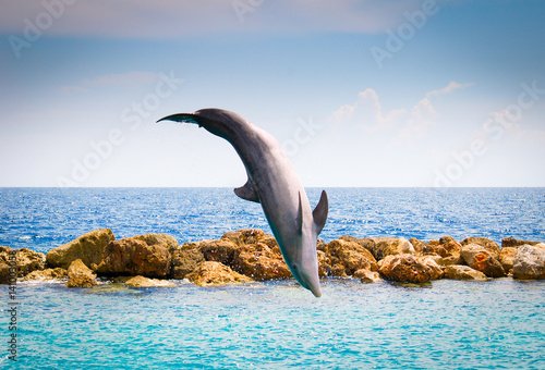Jumping Dolphins in the sea