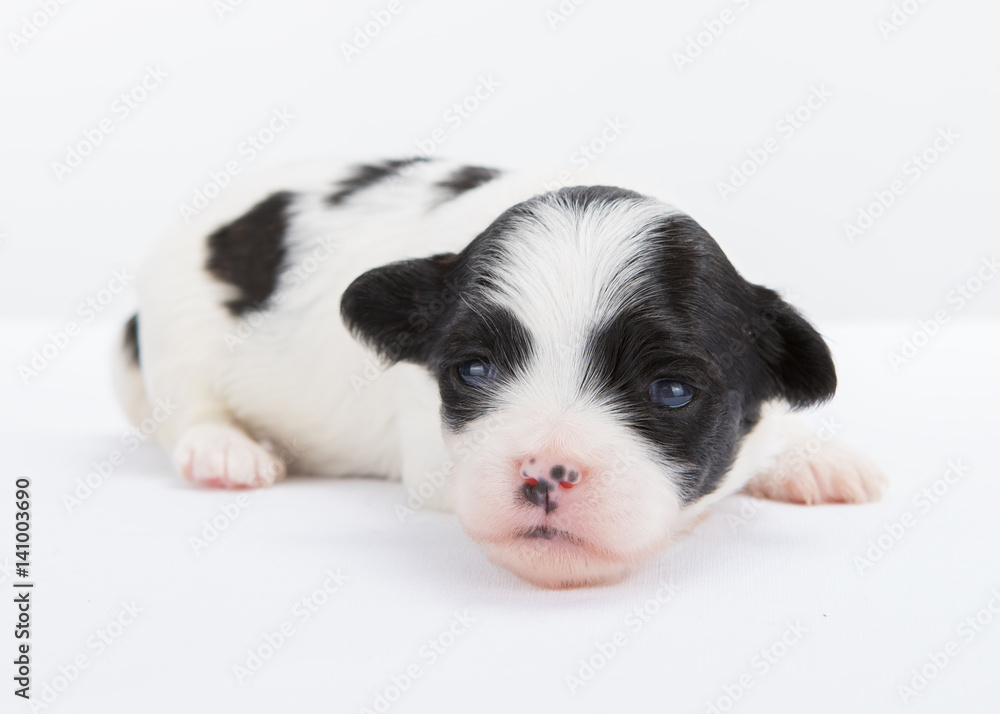 Havanese puppy dog on white background