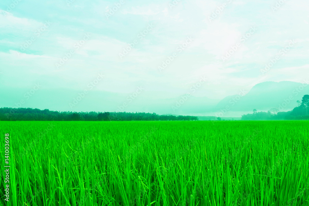 blue sky and green grass background