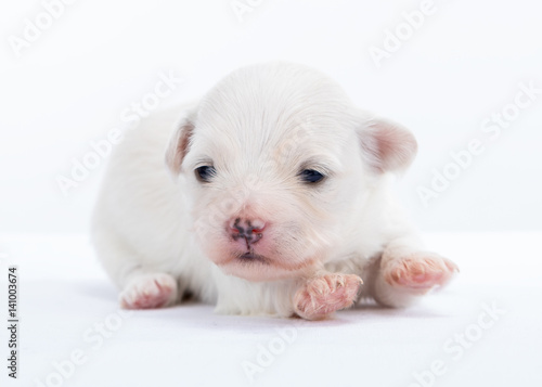 Havanese puppy dog on white background
