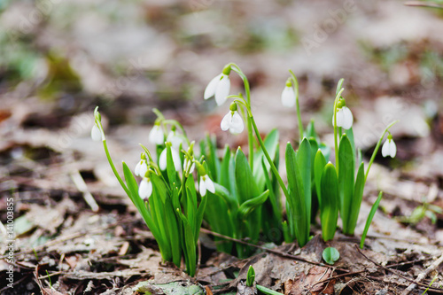 Snowdrop  Galanthus  flowers makes the way through fallen leaves. Natural spring background. Moscow  Russia.