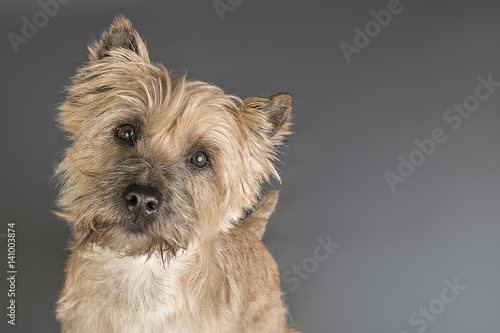 Quadro em tela Studioaufnahme Cairn Terrier
