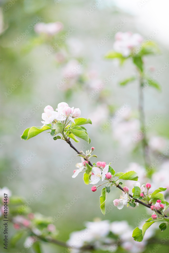 Flowers of blossoming apple tree branch on a spring day