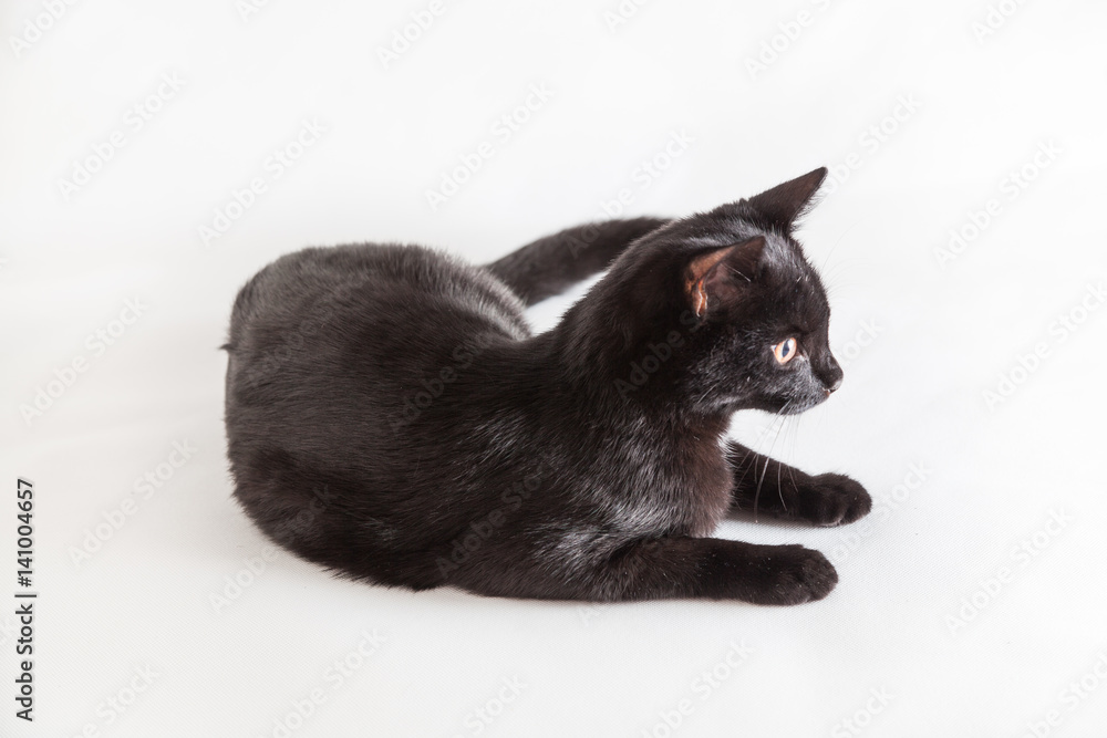 Schwarzer Kater ein halbes Jahr alt im Studio Schwarzer Kater ein halbes Jahr alt im Studio