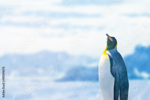 ペンギン アドビストックのデザイン かべいろ Com おしゃれ壁紙リフォーム貼り替え オリジナルインクジェット壁紙