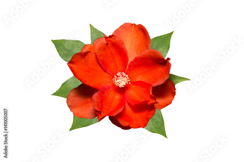 Red Orange Flower with Green Leaves on White Background