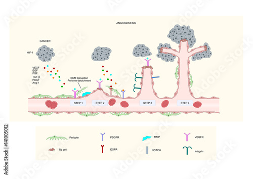 angiogenesis: forming of new blood vessels under cancer cells stimulus