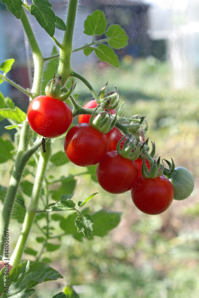 Tomato plant with red fruits cherry on branch in greenhouse Tomato plant with red fruits cherry on branch in greenhouse