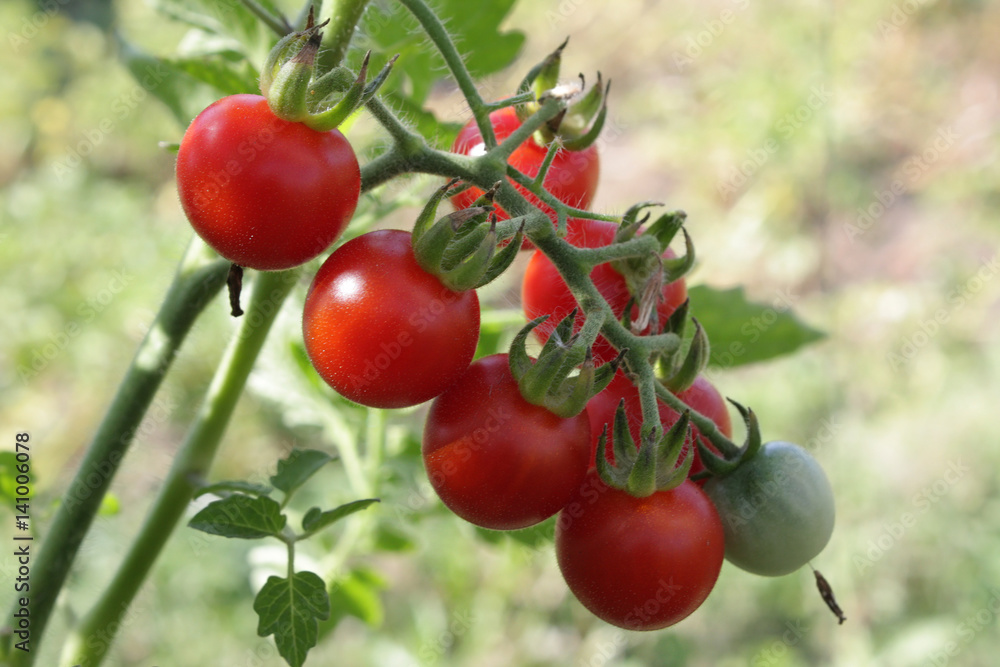 Tomato plant with redden fruits cherry on branch in greenhouse Tomato plant with redden fruits cherry on branch in greenhouse