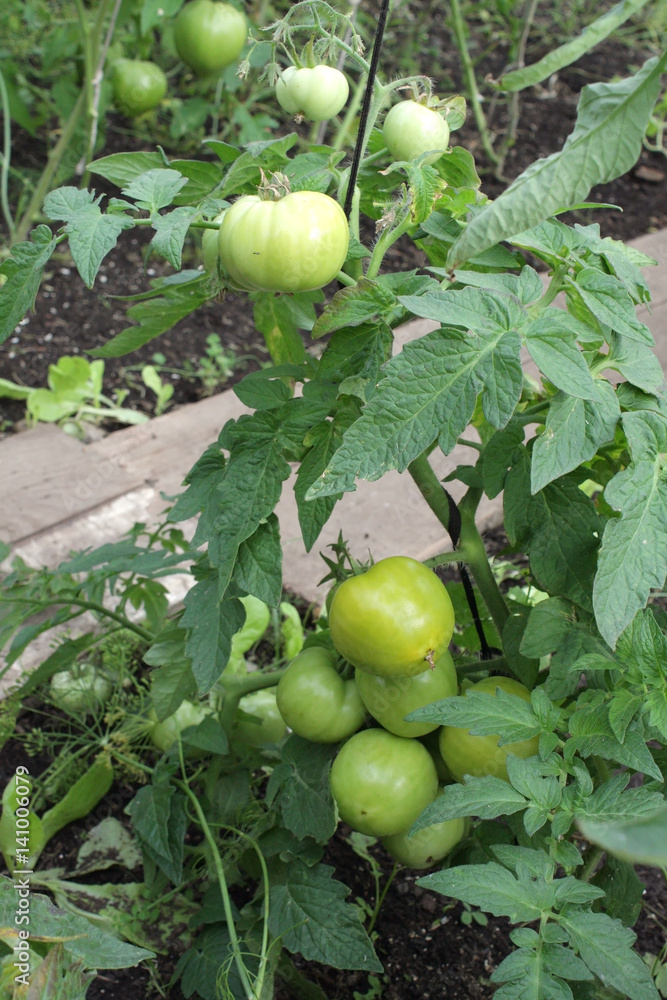 Tomato plant with green fruits on branch in greenhouse Tomato plant with green fruits on branch in greenhouse