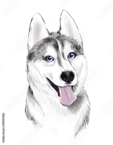 White And Gray Adult Siberian Husky Dog Or Sibirsky Husky With Blue Eyes . Face of dog.