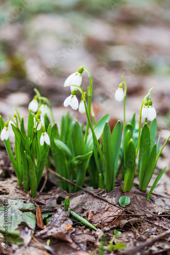 Snowdrop  Galanthus  flowers makes the way through fallen leaves. Natural spring background. Moscow  Russia.