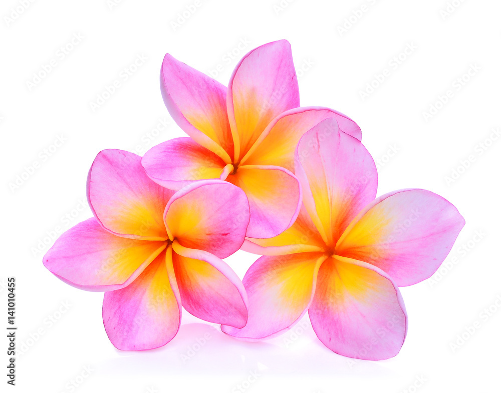 frangipani flowers isolated on white background