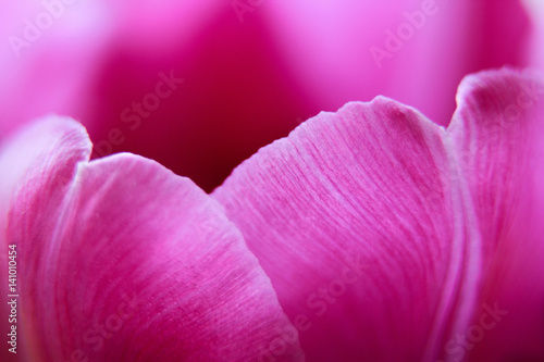 A leaf of a flower of a tulip macro. background. Desktop wallpaper  