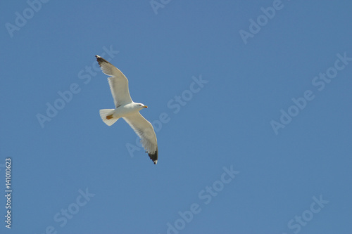 sea gull on the summer blue sky