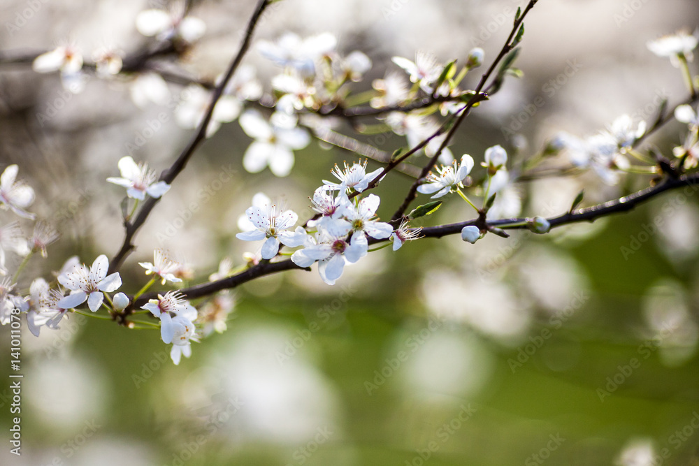 Spring Blossom Artistic shot background