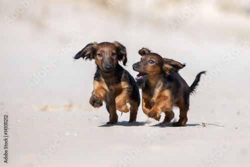 Photography dachshund puppies playing together