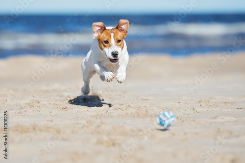 jack russell terrier dog playing on a beach