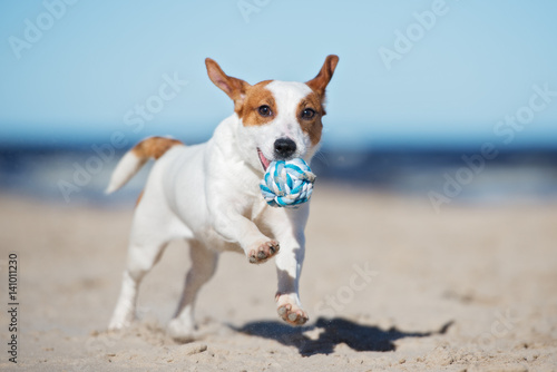 jack russell terrier dog playing on a beach