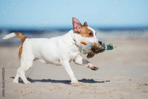 jack russell terrier dog running on a beach with a toy