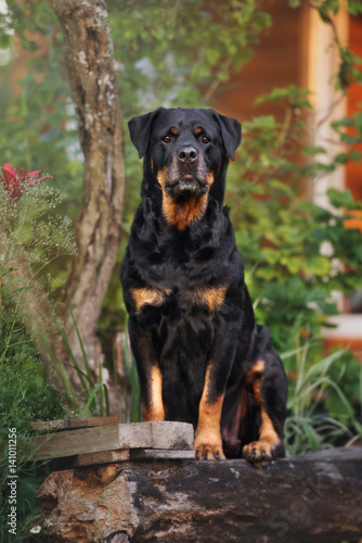 rottweiler dog posing outdoors