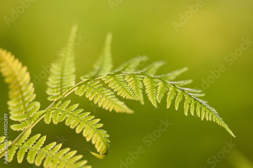 Valokuva fern in fresh green with unsharp background in morning light