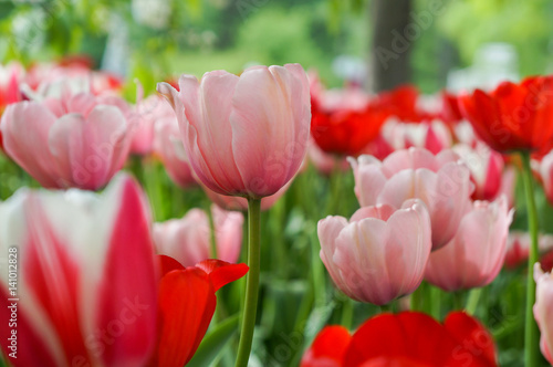 Spring tulips in full bloom
