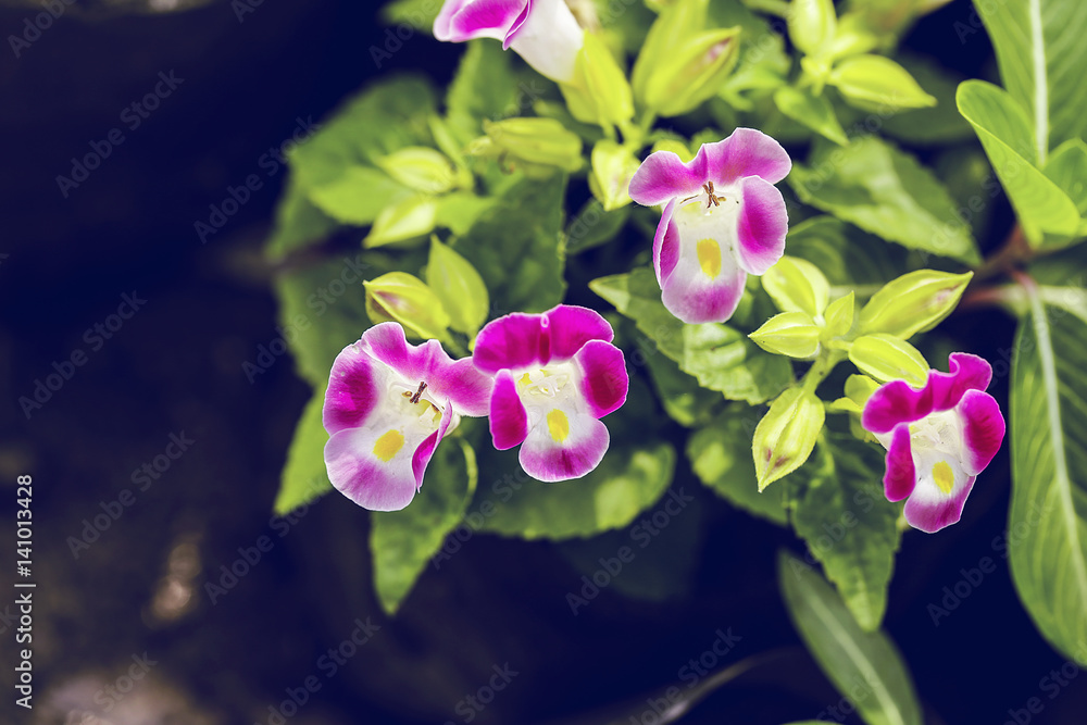 pink flower and fresh in garden pink flower and fresh in garden