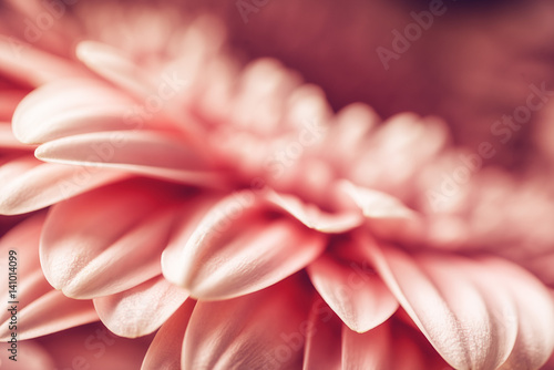 Fototapeta Naklejka Na Ścianę i Meble -  macro photography of pink daisy or gerbera, floral background with petals