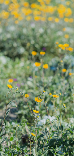 Wildflower Vertical Pano with Bokeh