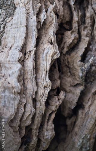 Bark of olive tree