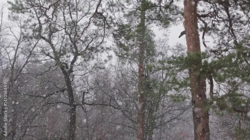 Snow in the Pine Forest, Tilt Up, 50 fps Snow in the Pine Forest, Tilt Up, 50 fps