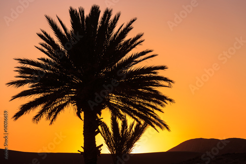 beautiful orange sunset between palm trees in morocco