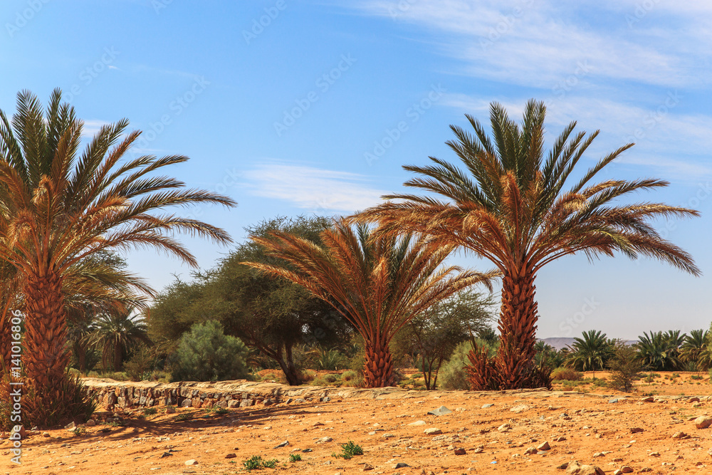 Beautiful Moroccan Mountain landscape in desert with oasis Beautiful Moroccan Mountain landscape in desert with oasis