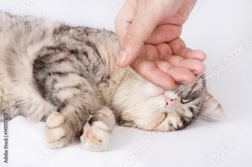 Human hand stroking cat spotted