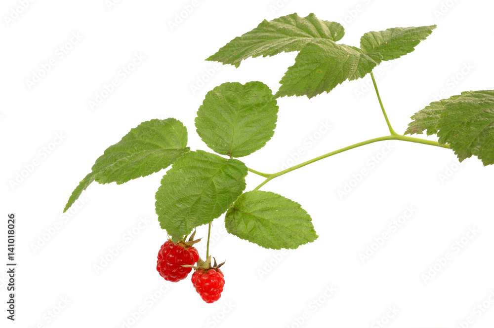 branch of raspberry