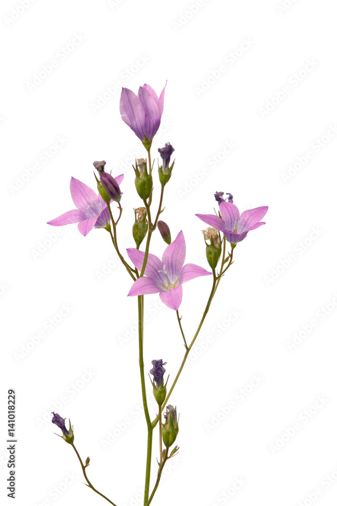 wild flower wild flower